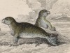 Тюлень обыкновенный (Phoca vitulina (лат.)) (лист 18 тома VII "Библиотеки натуралиста" Вильяма Жардина, изданного в Эдинбурге в 1838 году)