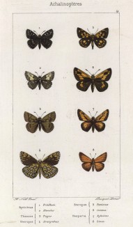 Бабочки рода Syrichtus: Fritillum (1), Alveolus (2), рода Thanaos: Tages (3), рода Steropes: Araeynthus (4), Paniscus (5), а также рода Hesperia (толстоголовки) Comma (6), Syboanus (7), Linea (8) (лат.) (лист 41)