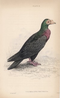 Турецкий голубь (Columba turcica (лат.)) (лист 16 тома XIX "Библиотеки натуралиста" Вильяма Жардина, изданного в Эдинбурге в 1843 году)