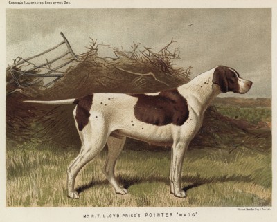 Пойнтер мистера Ллойд Прайса (из "Книги собак" Веро Шоу, украшенной великолепными иллюстрациями Чарльза Барбера. Лондон. 1881 год)