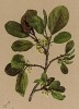 Крушина низкорослая (Rhamnus pumila (лат.)) (из Atlas der Alpenflora. Дрезден. 1897 год. Том III. Лист 266)