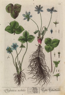 Печёночница благородная (лат. Hepatica nobilis) — травянистое вечнозелёное растение; вид рода печёночница семейства лютиковые (лист 207 "Гербария" Элизабет Блеквелл, изданного в Нюрнберге в 1757 году)