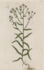 Тысячелистник (Achillea (лат.)) — крупный род растений семейства астровые, или сложноцветные (Asteraceae) (лист 276 "Гербария" Элизабет Блеквелл, изданного в Нюрнберге в 1757 году)