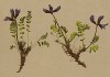 Остролодочник трёхцветковый (Oxytropis triflora (лат.)) (из Atlas der Alpenflora. Дрезден. 1897 год. Том III. Лист 250)