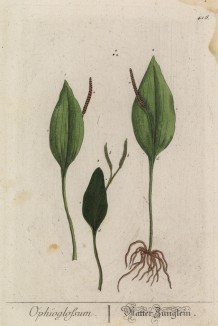 Ужовник (Ophioglossum (лат.)) — многолетнее луковичное растение из семейства лилейные (лист 416 "Гербария" Элизабет Блеквелл, изданного в Нюрнберге в 1760 году)