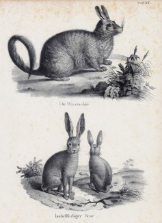Короткоухие и длинноухие зайцы (лист 36 первого тома работы профессора Шинца Naturgeschichte und Abbildungen der Menschen und Säugethiere..., вышедшей в Цюрихе в 1840 году)