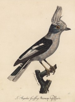 Хохлатый сорокопут (Prionops Geoffroii (лат.)) (лист из альбома литографий "Галерея птиц... королевского сада", изданного в Париже в 1822 году)