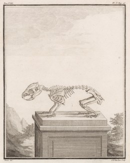Скелет (лист V иллюстраций к седьмому тому знаменитой "Естественной истории" графа де Бюффона, изданному в Париже в 1758 году)