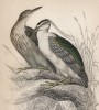 Кваквы (молодая и старая) (Nycticorax Gardenii (лат.)) (лист 6 тома XXVI "Библиотеки натуралиста" Вильяма Жардина, изданного в Эдинбурге в 1842 году)