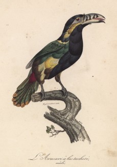 Самец тукана арасари (лист из альбома литографий "Галерея птиц... королевского сада", изданного в Париже в 1822 году)