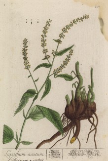 Конский щавель (Lapathum acutum (лат.)) (лист 491 "Гербария" Элизабет Блеквелл, изданного в Нюрнберге в 1760 году)