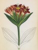 Горечавка Томаса (Gentiana Thomasii (лат.)) (лист 275 известной работы Йозефа Карла Вебера "Растения Альп", изданной в Мюнхене в 1872 году)