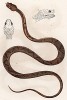 Змея Pholidolaemus gracilis (лат.) (из Naturgeschichte der Amphibien in ihren Sämmtlichen hauptformen. Вена. 1864 год)