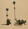 Вероника маргаритковая (Veronica bellidioides (лат.)) (из Atlas der Alpenflora. Дрезден. 1897 год. Том IV. Лист 374)