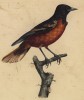 Балтиморская иволга, или цветной трупиал (лист из альбома литографий "Галерея птиц... королевского сада", изданного в Париже в 1825 году)