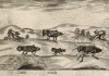 Цикады (лист из альбома Nova raccolta de li animali piu curiosi del mondo disegnati et intagliati da Antonio Tempesta... Рим. 1651 год)