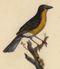 Иктерия, птица певун (Icteria Dumicola (лат.)) (лист из альбома литографий "Галерея птиц... королевского сада", изданного в Париже в 1822 году)
