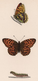 Бабочка перламутровка красная, или адиппа (лат. Papilio Adippe) и её гусеница. History of British Butterflies Френсиса Морриса. Лондон, 1870, л.49