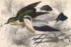 Каменка, или мухоловка (Oriolus bicolor (лат.)) (лист 5 тома XXV "Библиотеки натуралиста" Вильяма Жардина, изданного в Эдинбурге в 1839 году)