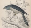 Кукушка (Cuculus lineatus (лат.)) (лист 18 тома XXIII "Библиотеки натуралиста" Вильяма Жардина, изданного в Эдинбурге в 1843 году)