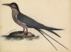 Крачка розовая (лист из альбома литографий "Галерея птиц... королевского сада", изданного в Париже в 1825 году)