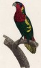 Попугайчик лори (лист 52 иллюстраций к первому тому Histoire naturelle des perroquets Франсуа Левальяна. Изображения попугаев из этой работы считаются одними из красивейших в истории. Париж. 1801 год)