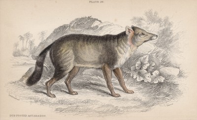 Кульпео, или лиса Анд (Dusicyon fulvipes (лат.)) (лист 26 тома IV "Библиотеки натуралиста" Вильяма Жардина, изданного в Эдинбурге в 1839 году)