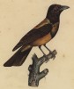 Тангара черногорлая (Lanio atricapillus (лат.)) (лист из альбома литографий "Галерея птиц... королевского сада", изданного в Париже в 1822 году)