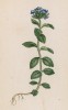 Вероника альпийская (Veronica alpina (лат.)) (лист 307 известной работы Йозефа Карла Вебера "Растения Альп", изданной в Мюнхене в 1872 году)