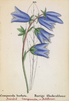 Колокольчик бородатый (Campanula barbata (лат.)) (лист 265 известной работы Йозефа Карла Вебера "Растения Альп", изданной в Мюнхене в 1872 году)