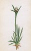 Сушеница Хоппе (Gnaphalium Hoppeanum (лат.)) (лист 207 известной работы Йозефа Карла Вебера "Растения Альп", изданной в Мюнхене в 1872 году)