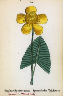 Кубышка Спенера (Nuphar Spenerianum (лат.)) (лист 40 известной работы Йозефа Карла Вебера "Растения Альп", изданной в Мюнхене в 1872 году)