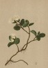 Ива травянистая (Salix herbacea (лат.)), да ещё и в цвету (из Atlas der Alpenflora. Дрезден. 1897 год. Том I. Лист 76)
