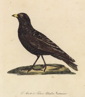 Татарский жаворонок (лист из альбома литографий "Галерея птиц... королевского сада", изданного в Париже в 1825 году)