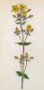 Зверобой красивый (Hypericum pulchrium (лат.)) (лист 101 известной работы Йозефа Карла Вебера "Растения Альп", изданной в Мюнхене в 1872 году)