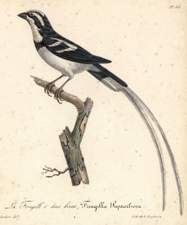 Зяблик с хвостом из двух перьев (лист из альбома литографий "Галерея птиц... королевского сада", изданного в Париже в 1822 году)