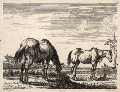 Лошади на пастбище. Редкий офорт Жана Шателена по рисункам Дирка Ступа 1651 года. 