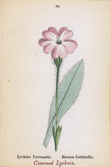 Лихнис корончатый, или зорька (Lychnis Coronaria (лат.)) (лист 94 известной работы Йозефа Карла Вебера "Растения Альп", изданной в Мюнхене в 1872 году)