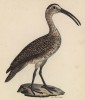 Кулик рыжеватый (лист из альбома литографий "Галерея птиц... королевского сада", изданного в Париже в 1825 году)
