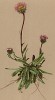 Мелколепестник, или эригерон альпийский (Erigeron alpinus (лат.)) (из Atlas der Alpenflora. Дрезден. 1897 год. Том V. Лист 442)