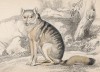 Майконг, или лисица-крабоед (Cerdocyon mesoleucus (лат.)) из Южной Америки (лист 27 тома IV "Библиотеки натуралиста" Вильяма Жардина, изданного в Эдинбурге в 1839 году)