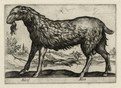 Лосиха (alce (ит.)) (лист из альбома Nova raccolta de li animali piu curiosi del mondo disegnati et intagliati da Antonio Tempesta... Рим. 1651 год)