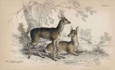 Две косули (Capreolus dorcus (лат.)) (лист 15 тома XI "Библиотеки натуралиста" Вильяма Жардина, изданного в Эдинбурге в 1843 году)