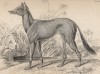 Предок современных грейхаундов (Bedouin greyhound of Akkaba (англ.)) (лист 9 тома V "Библиотеки натуралиста" Вильяма Жардина, изданного в Эдинбурге в 1840 году)
