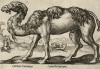 Двугорбый верблюд из Бактрии (лист из альбома Nova raccolta de li animali piu curiosi del mondo disegnati et intagliati da Antonio Tempesta... Рим. 1651 год)