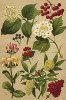 Свидина (Cornus sanguinea), бузина красная (Sambucus racemosa), калина обыкновенная (Viburnum Opulus), каприфоль, или жимолость душистая (Lonicera Caprifolium)
