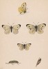 Бабочка репница, или белянка репная (лат. Papilio rapae), её гусеница и куколка. History of British Butterflies Френсиса Морриса. Лондон, 1870, л.8