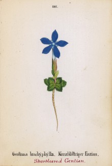 Горечавка коротколистная (Gentiana brachyphylla (лат.)) (лист 287 известной работы Йозефа Карла Вебера "Растения Альп", изданной в Мюнхене в 1872 году)