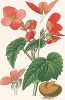 Клубневая бегония, Tuberous begonia. Лист из издания Atlas des plantes de jardins et d'appartements exotiques et européenes ... par D. Bois, Париж, 1896 год. 