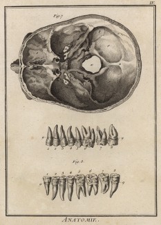 Анатомия. Строение черепа. Виды зубов. (Ивердонская энциклопедия. Том I. Швейцария, 1775 год)